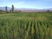El INTA presentó una nueva variedad de quinua