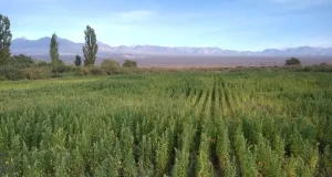 El INTA presentó una nueva variedad de quinua