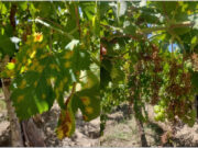 El Gobierno Nacional oficializó la emergencia agropecuaria para Buenos Aires y San Juan