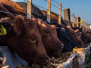 Comienzan a vaciarse los feedlots y crecen sus pérdidas económicas