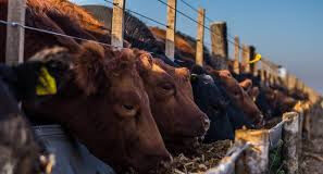 Comienzan a vaciarse los feedlots y crecen sus pérdidas económicas