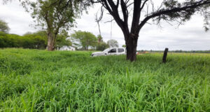 Compañía argentina desarrolla una tecnología que revoluciona el mercado de semillas forrajeras subtropicales