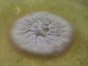 Sorgo: estudian distintas alternativas para controlar al principal hongo que afecta a este cultivo de exportación