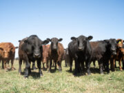 La Pampa: se fortalece vigilancia de enfermedades de notificación obligatoria