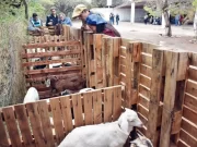 La hermandad de las cabras: llega la 7ª Feria de Intercambio de Chivos en Los Lobos
