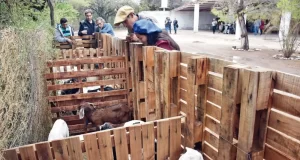 La hermandad de las cabras: llega la 7ª Feria de Intercambio de Chivos en Los Lobos