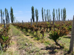 Heladas tardías, Zonda y olas de calor: por qué el clima pone a Cuyo bajo presión según los expertos
