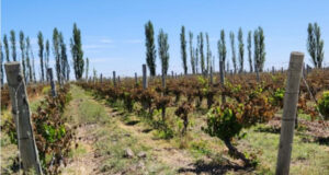 Heladas tardías, Zonda y olas de calor: por qué el clima pone a Cuyo bajo presión según los expertos