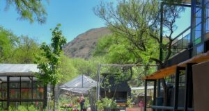 Un sueño familiar hecho raíces: “Más Jardín”, el oasis verde y cultural que florece en Juana Koslay