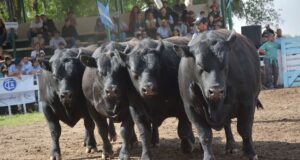 Orgullo ganadero en Villa Mercedes: brillaron los Angus en la Expo Rural Río Quinto