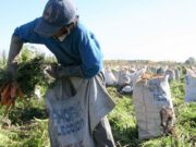 Tras el pedido de CAME, el gobierno prorroga la compatibilidad de planes sociales con trabajo rural registrado