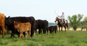 Menos faena, más recría: la ganadería argentina insinúa un cambio estructural