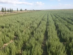 Presentan un nuevo cultivar de romero con sello INTA