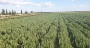 Presentan un nuevo cultivar de romero con sello INTA