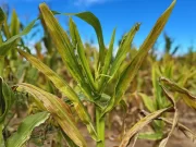 Avances en el estudio de la enfermedad del achaparramiento