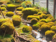 Revelan nuevas claves sobre la evolución de las plantas terrestres