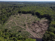 Norma antideforestación: en diciembre entraría en vigencia para empresas medianas y grandes