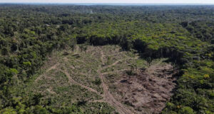 Norma antideforestación: en diciembre entraría en vigencia para empresas medianas y grandes