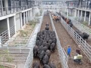 ¿Lluvias, sorpresa electoral? Suba generalizada en Cañuelas, liderada por los novillos