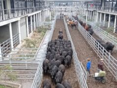 ¿Lluvias, sorpresa electoral? Suba generalizada en Cañuelas, liderada por los novillos