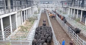 ¿Lluvias, sorpresa electoral? Suba generalizada en Cañuelas, liderada por los novillos