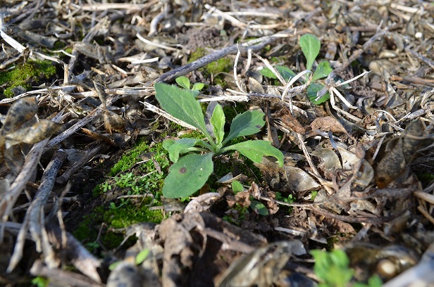Tres especialistas advierten sobre nuevas malezas resistentes y proponen estrategias integrales para el control