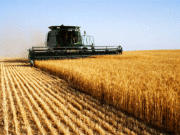 Argentina proyecta cosechas récord de trigo y maíz, pero la comercialización se enfría ante la incertidumbre global