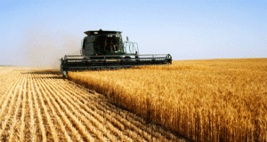 Argentina proyecta cosechas récord de trigo y maíz, pero la comercialización se enfría ante la incertidumbre global