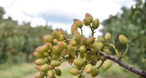 El INTA identifica zonas de alta aptitud en San Luis para el desarrollo del pistachero