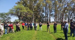El norte de San Luis consolida su perfil alfalfero, pero enfrenta el gran desafío de la calidad