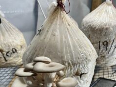 El arte de cultivar gírgolas, la nueva pasión del emprendedor de Concarán que no deja entrar al viejo