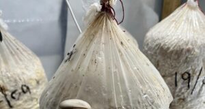 El arte de cultivar gírgolas, la nueva pasión del emprendedor de Concarán que no deja entrar al viejo