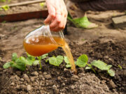 Impulsan el uso de abonos líquidos fermentados