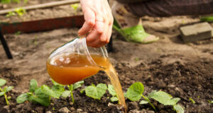 Impulsan el uso de abonos líquidos fermentados