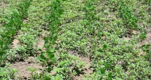 Alerta por la aparición temprana de una peligrosa maleza que impacta en la agricultura