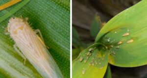 Chicharrita: para sostener la baja incidencia es clave reforzar pautas de manejo