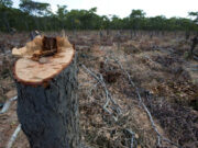 La tala que devoró San Luis: en 1948 ya se denunciaba la destrucción de más de la mitad de los bosques provinciales