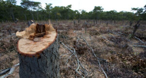 La tala que devoró San Luis: en 1948 ya se denunciaba la destrucción de más de la mitad de los bosques provinciales
