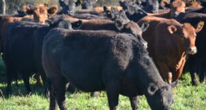 Tragedia en la Expo Rural San Luis: cuatro vaquillonas de elite mueren y el silencio de la organización indigna al productor