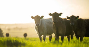 Márgenes ganaderos: prácticamente todos los planteos ofrecieron muy buenos resultados en el tercer trimestre