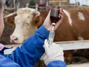 El Gobierno le dio un último empujón a la importación de vacunas contra la aftosa