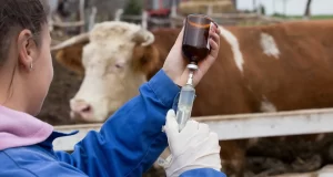 El Gobierno le dio un último empujón a la importación de vacunas contra la aftosa