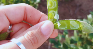 Soja: claves para maximizar rendimientos en ambientes semiáridos de San Luis
