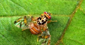 Liberarán machos estériles de la mosca de los frutos en Luján, Quines y Candelaria