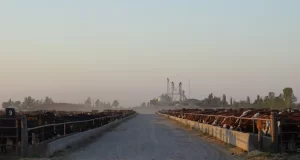 Ser Beef, el feedlot más grande del país, obtuvo su Certificado de Aptitud Ambiental