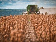 El agro argentino avanza entre cosechas récord y retenciones inciertas, mientras el mundo espera señales de China y EE.UU.