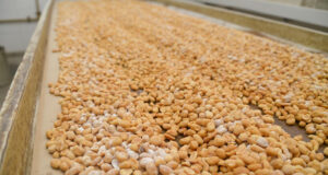 Récord de producción y exportaciones de maní