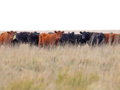 Se aprobaron créditos valor producto para ganadería por $3.500 millones para incrementar el stock bovino nacional