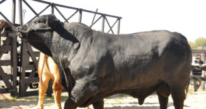 La venta de toros para la mejora genética creció 15% y ratifica el buen momento de la ganadería argentina