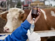 Sin competencia ni rebajas: la vacuna antiaftosa sigue prácticamente al mismo precio tras un año de idas y vueltas con el Gobierno